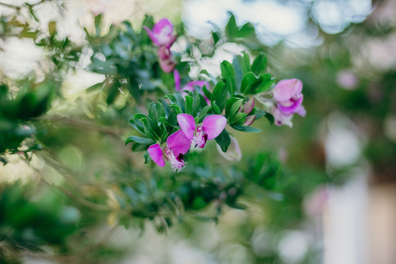 lilas dans un jardin