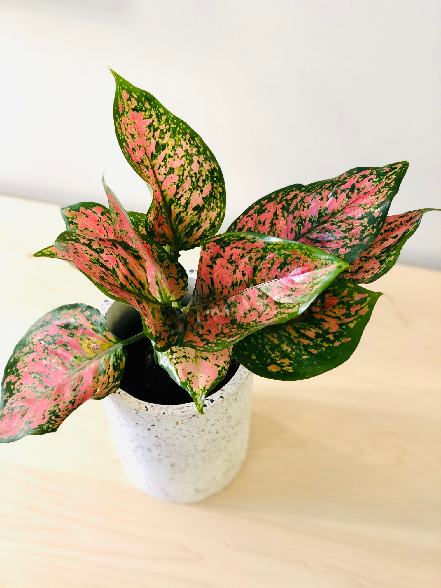 Aglaonema Vertuose