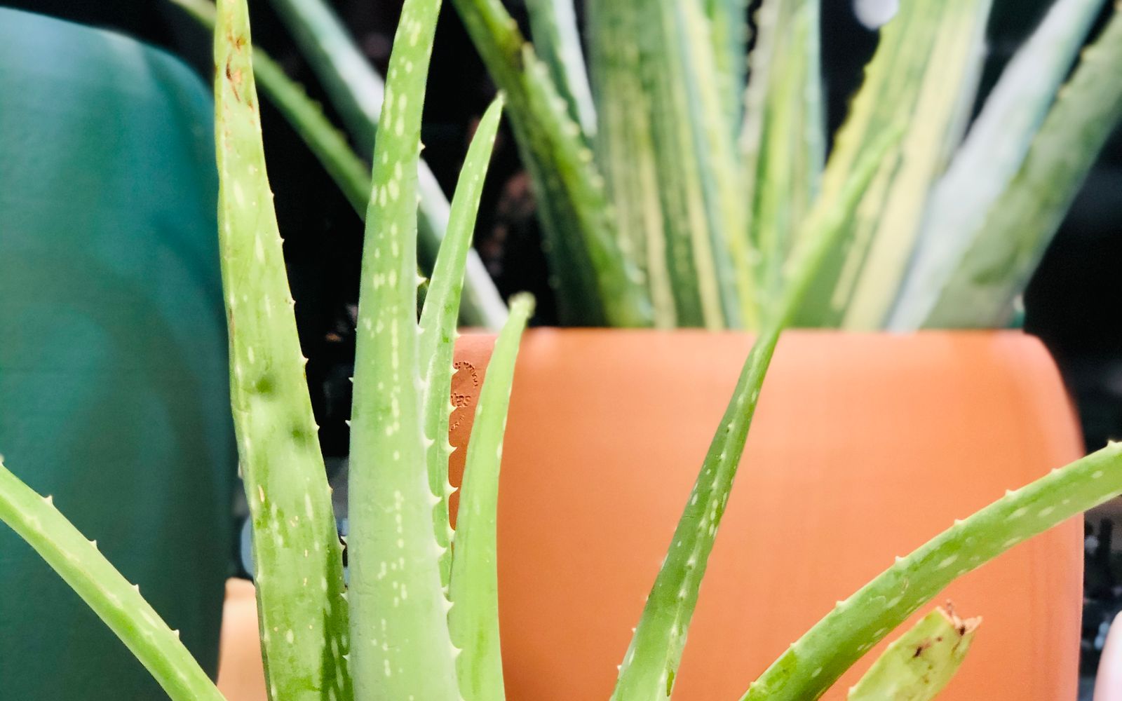 Arrosage Aloe Vera Pot Decouvrez Nos Conseils Et Apprenez Comment Cultiver Aloe Vera Chez Vous 0738