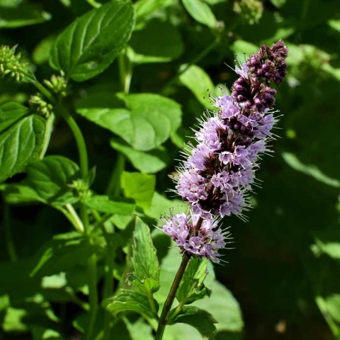 plante patchouli