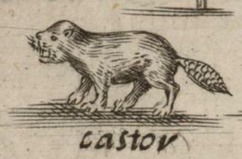Détail de carte dessinée par Samuel de Champlain montrant un castor