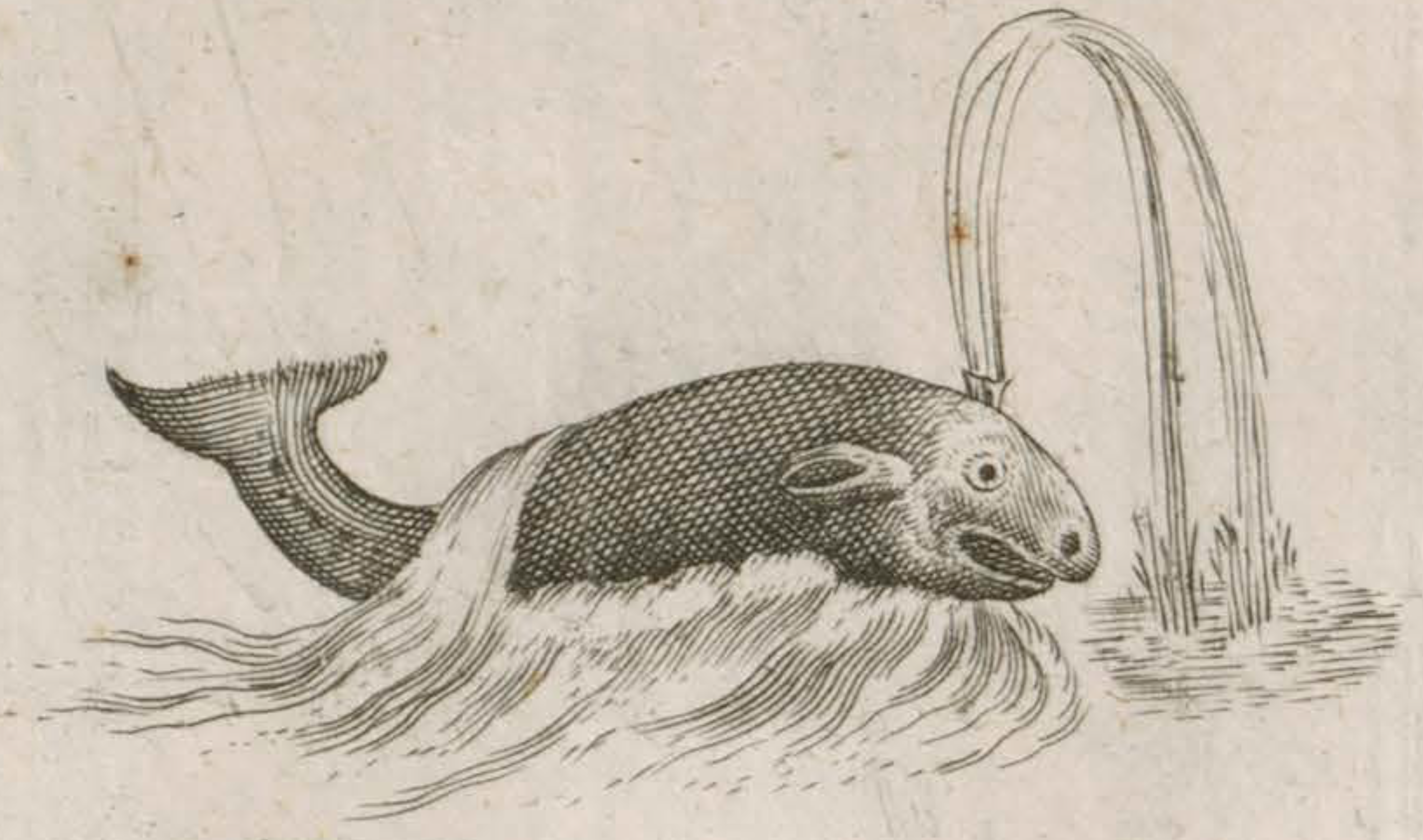 Détail de carte dessinée par Samuel de Champlain montrant une baleine