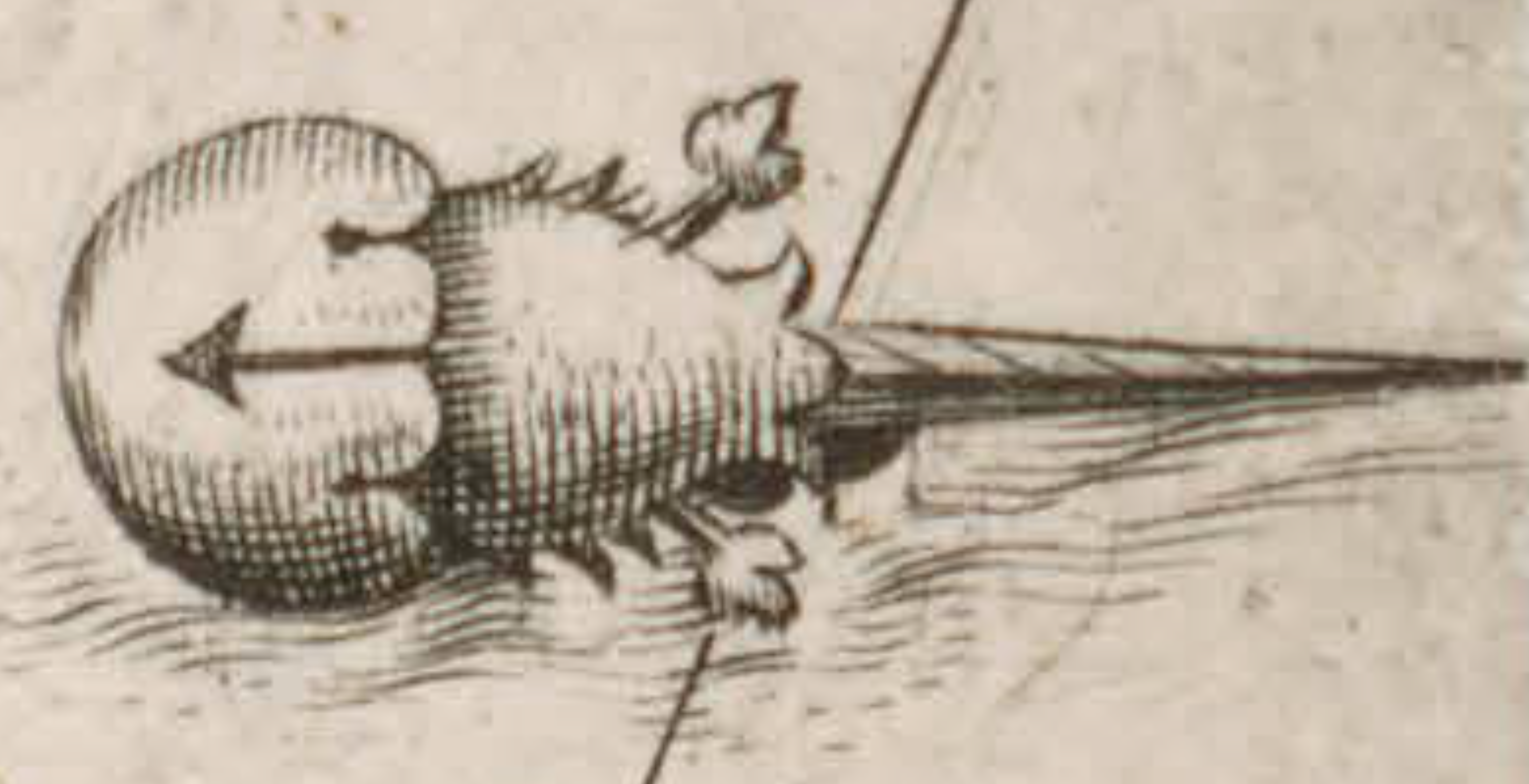 Drawing detail of a map drawn by Samuel de Champlain showing a horseshoe crab