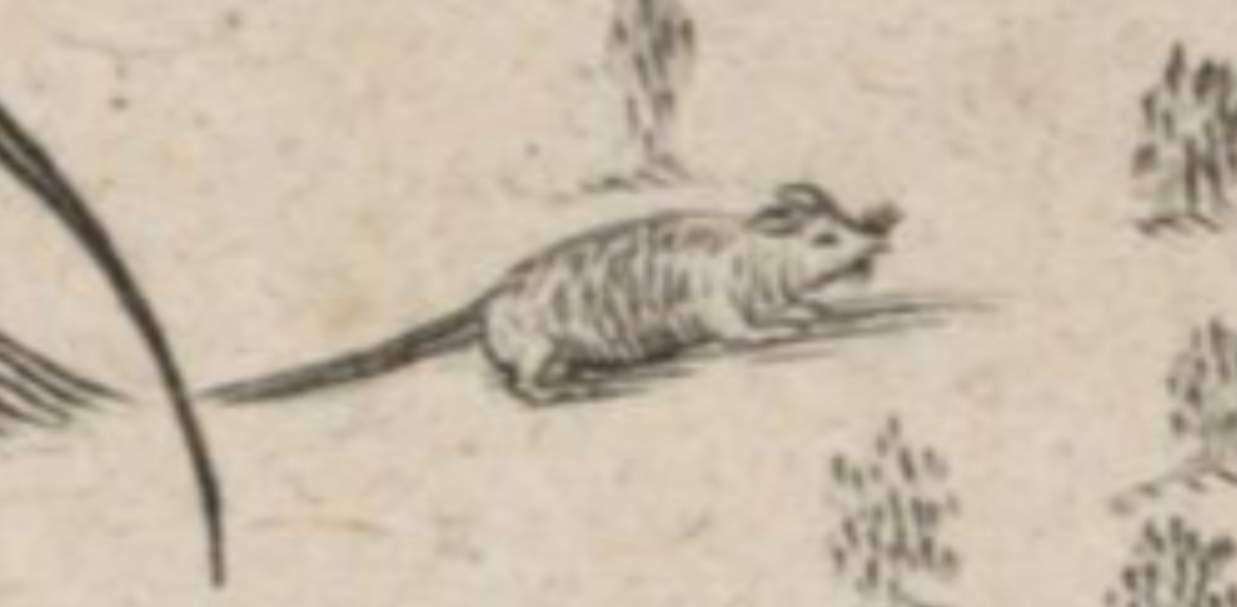 Drawing detail of a map drawn by Samuel de Champlain showing a mouse