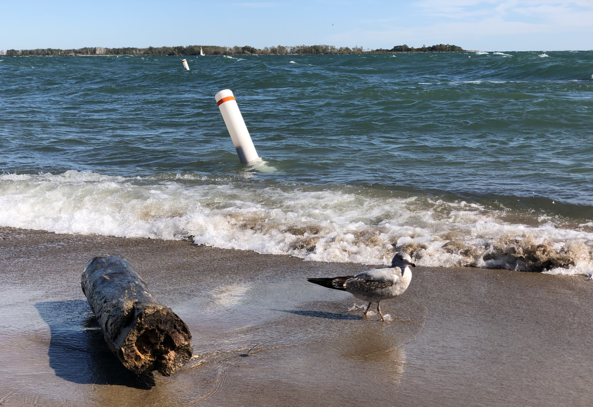 Seagull and driftwood on the sandy shores of Toronto's Centre Island.