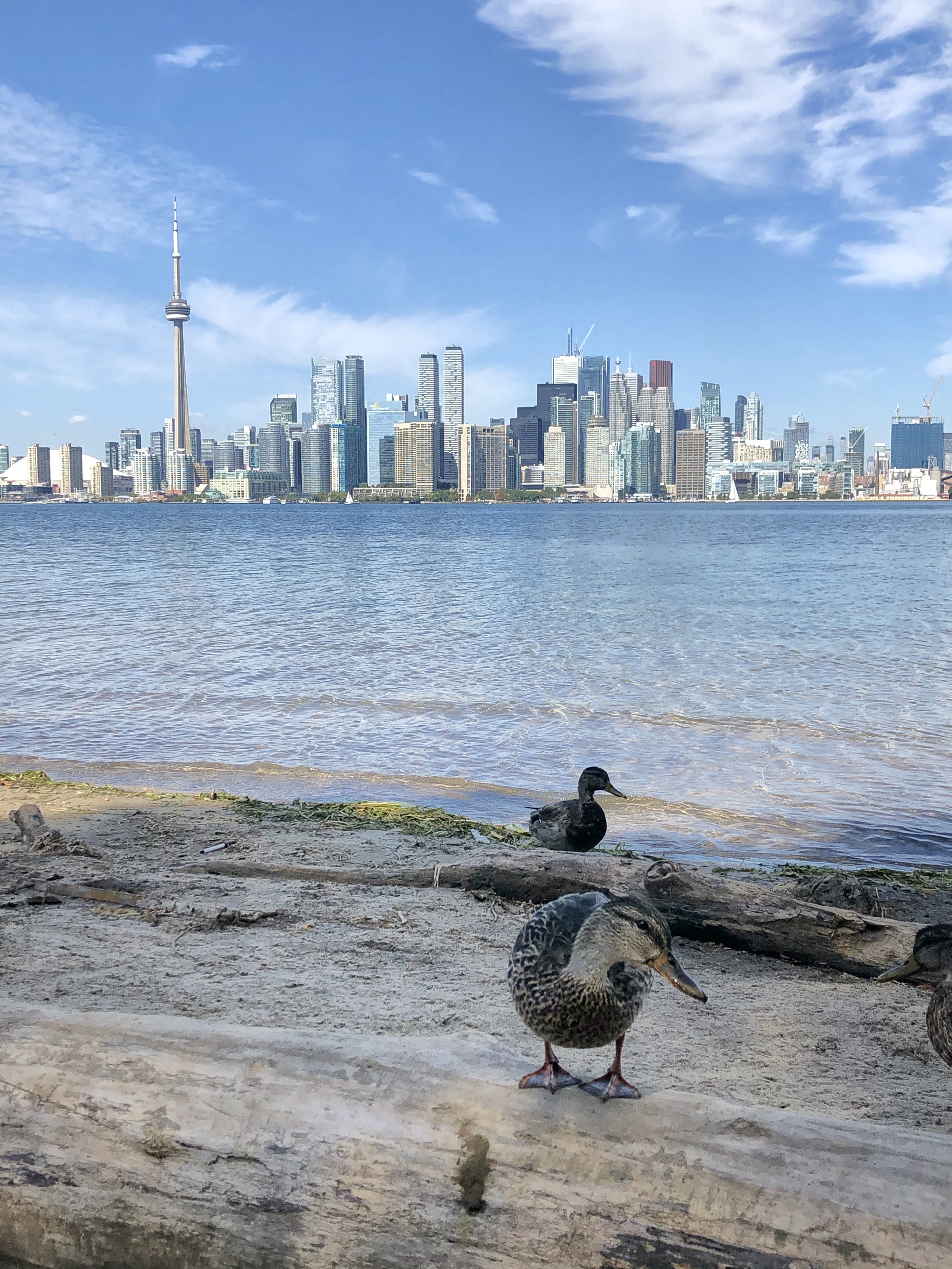 Two ducks on the sandy shores of Lake Ontario.  CN Tower and Toronto Skyline in the background.
