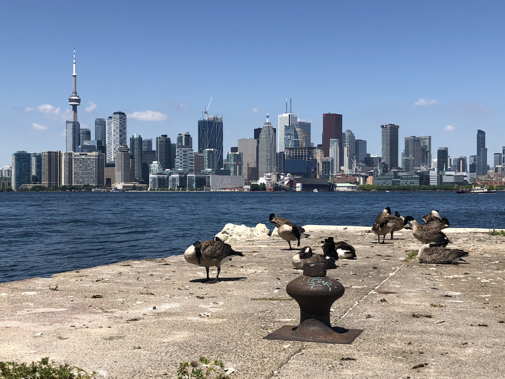 Huit bernaches du Canada sur un quai de béton.  En arrière-plan le relief de la Tour CN et des édifices de Toronto.
