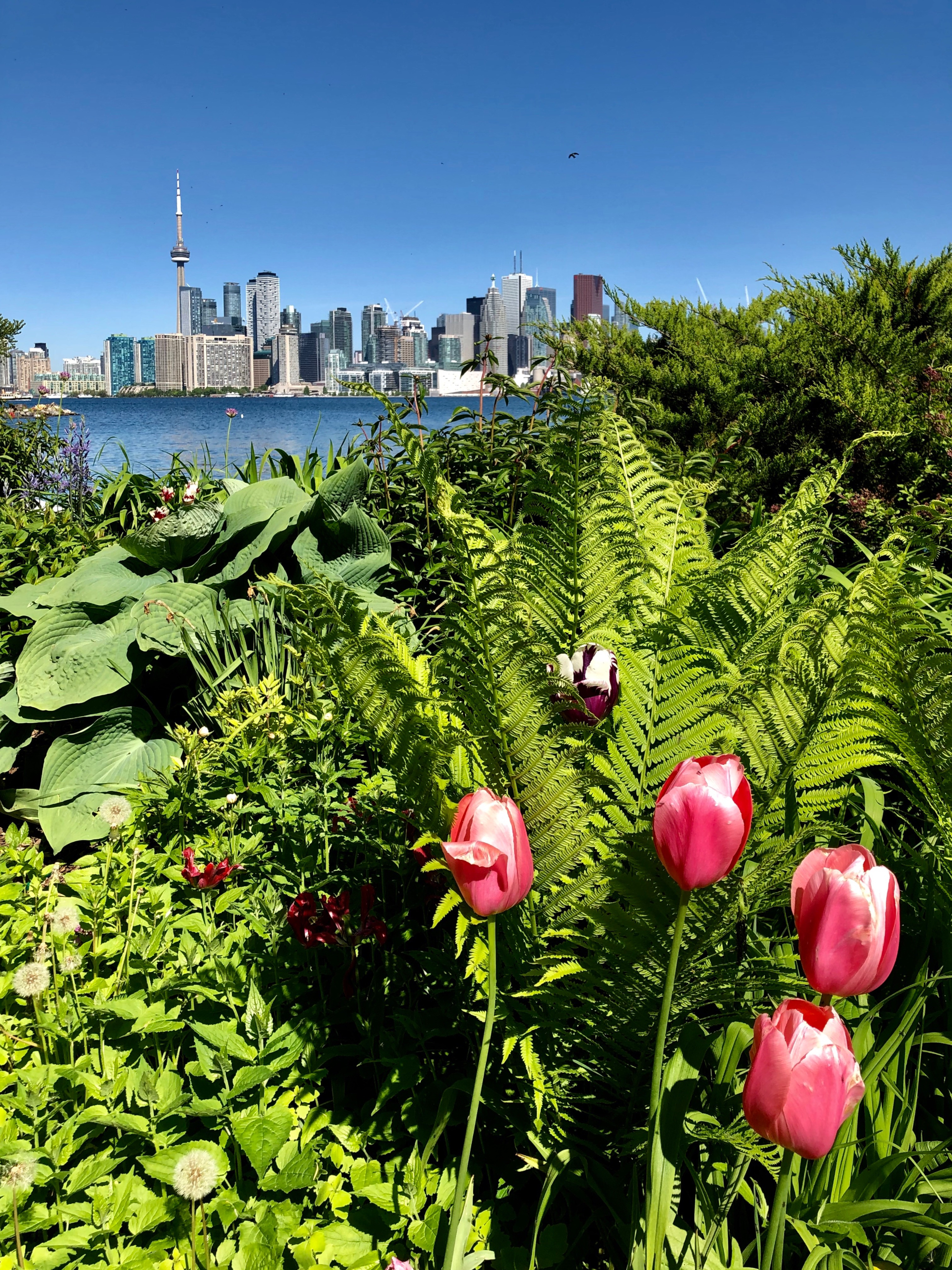 Quatre tulipes rouges sur fond de fougères.  Au loin on voit le relief des édifices de Toronto.